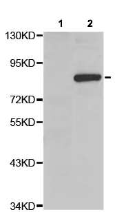 Western blot - Anti-beta Catenin (phospho Y333) antibody (AB194797)