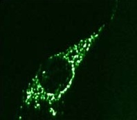 Immunocytochemistry/ Immunofluorescence - Anti-beta COP antibody (AB2899)
