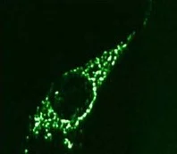 Immunocytochemistry/ Immunofluorescence - Anti-beta COP antibody (AB2899)