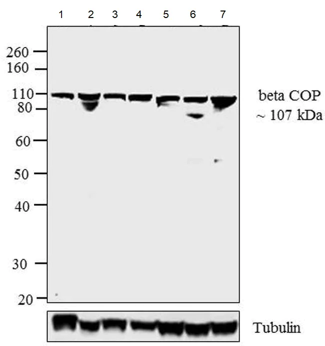 Western blot - Anti-beta COP antibody (AB2899)