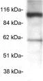 Western blot - Anti-beta COP antibody (AB2899)