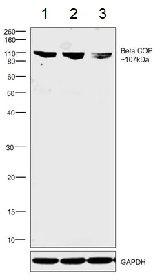 Western blot - Anti-beta COP antibody (AB2899)