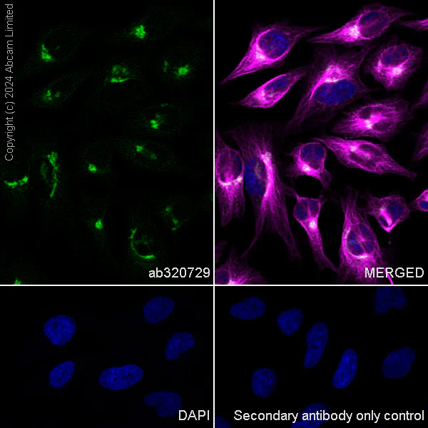 Immunocytochemistry/ Immunofluorescence - Anti-beta COP antibody [EPR28895-55] (AB320729)