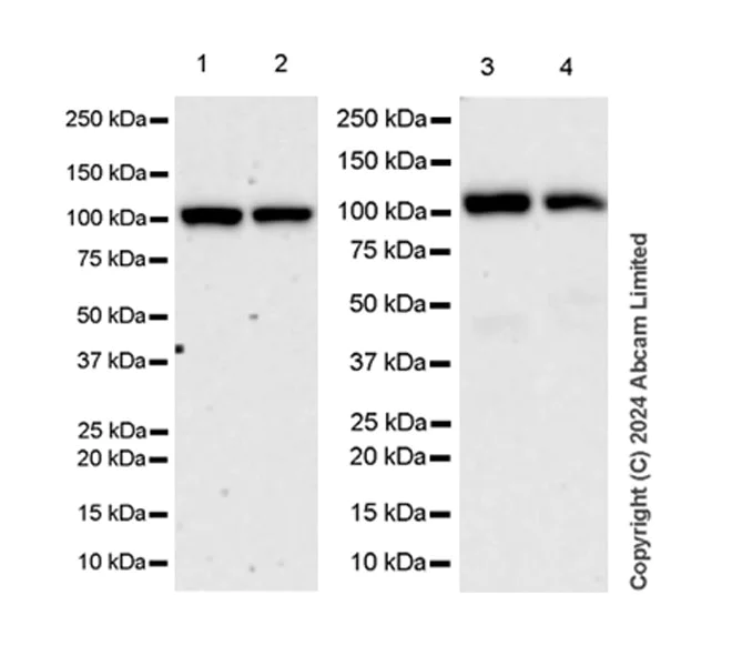 Western blot - Anti-beta COP antibody [EPR28895-55] (AB320729)