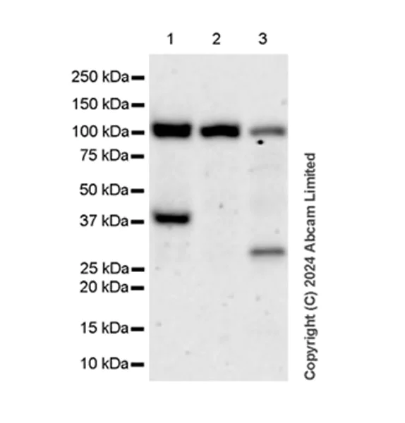 Western blot - Anti-beta COP antibody [EPR28895-55] (AB320729)