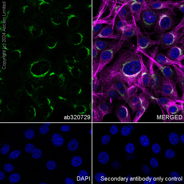 Immunocytochemistry/ Immunofluorescence - Anti-beta COP antibody [EPR28895-55] - BSA and Azide free (AB320730)