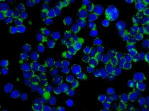 Immunocytochemistry/ Immunofluorescence - Anti-beta Crystallin A3 antibody [EPR9586] - BSA and Azide free (AB249040)