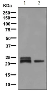 Western blot - Anti-beta Crystallin A3 antibody [EPR9586] - BSA and Azide free (AB249040)