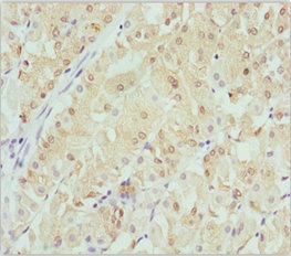 Immunohistochemistry (Formalin/PFA-fixed paraffin-embedded sections) - Anti-Beta crystallin S antibody (AB229949)