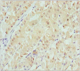 Immunohistochemistry (Formalin/PFA-fixed paraffin-embedded sections) - Anti-Beta crystallin S antibody (AB229949)