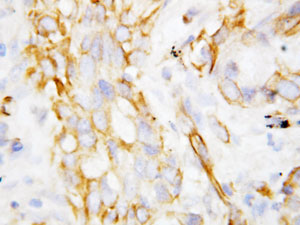 Immunohistochemistry (Formalin/PFA-fixed paraffin-embedded sections) - Anti-beta Defensin 1 antibody (AB115813)