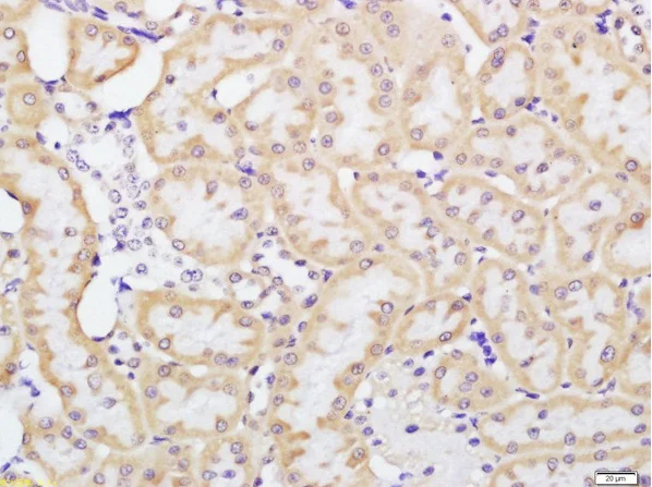 Immunohistochemistry (Formalin/PFA-fixed paraffin-embedded sections) - Anti-beta Defensin 1 antibody (AB203307)