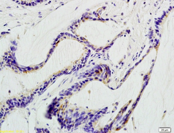 Immunohistochemistry (Formalin/PFA-fixed paraffin-embedded sections) - Anti-beta Defensin 1 antibody (AB203307)
