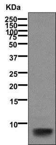 Western blot - Anti-beta Defensin 1 antibody [EPR6964(2)] (AB170962)