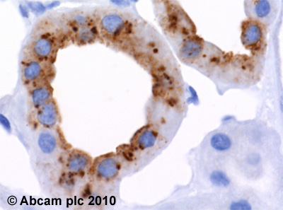 Immunohistochemistry (Formalin/PFA-fixed paraffin-embedded sections) - Anti-beta Defensin 1 antibody [M11-14b-D10] (AB14425), expandable thumbnail