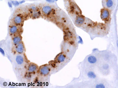 Immunohistochemistry (Formalin/PFA-fixed paraffin-embedded sections) - Anti-beta Defensin 1 antibody [M11-14b-D10] (AB14425)