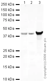 Western blot - Anti-beta Dystroglycan antibody (AB43125)