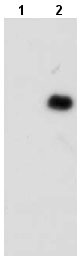 Western blot - Anti-beta Dystroglycan (phospho Y892) antibody [M117] (AB29037)