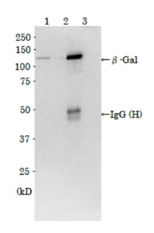 Immunoprecipitation - Anti-beta Galactosidase antibody (AB221199), expandable thumbnail