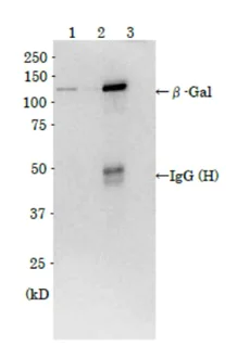 Immunoprecipitation - Anti-beta Galactosidase antibody (AB221199)