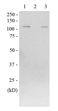 Western blot - Anti-beta Galactosidase antibody (AB221199), expandable thumbnail