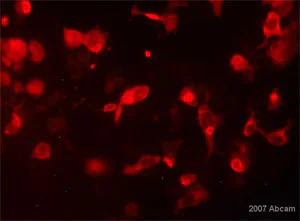 Immunocytochemistry/ Immunofluorescence - Anti-beta Galactosidase antibody (AB9361)