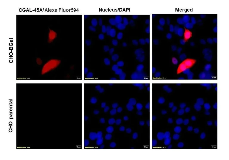 Immunocytochemistry/ Immunofluorescence - Anti-beta Galactosidase antibody (AB9361)