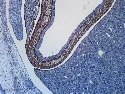 Immunohistochemistry (Formalin/PFA-fixed paraffin-embedded sections) - Anti-beta Galactosidase antibody (AB9361)