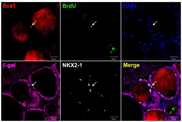Immunohistochemistry (Formalin/PFA-fixed paraffin-embedded sections) - Anti-beta Galactosidase antibody (AB9361)