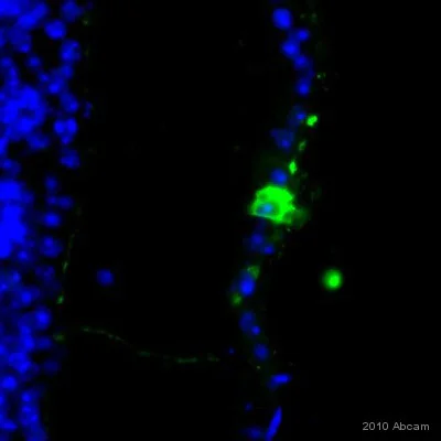Immunohistochemistry (Frozen sections) - Anti-beta Galactosidase antibody (AB9361)