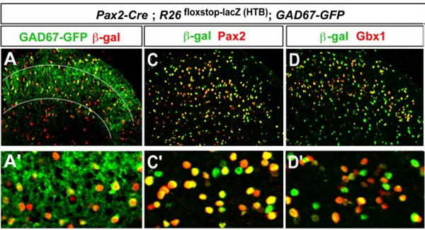 Immunohistochemistry (PFA perfusion fixed frozen sections) - Anti-beta Galactosidase antibody (AB9361)