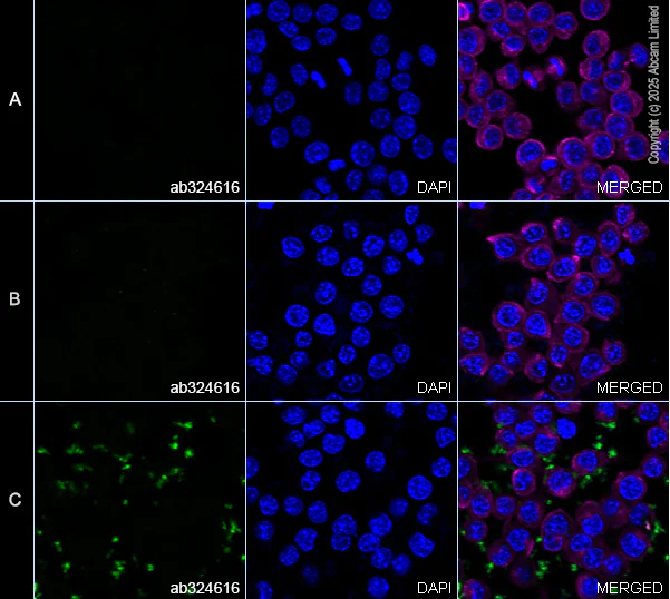 Immunocytochemistry/ Immunofluorescence - Anti-beta Galactosidase antibody [EPR29591-746] (AB324616)