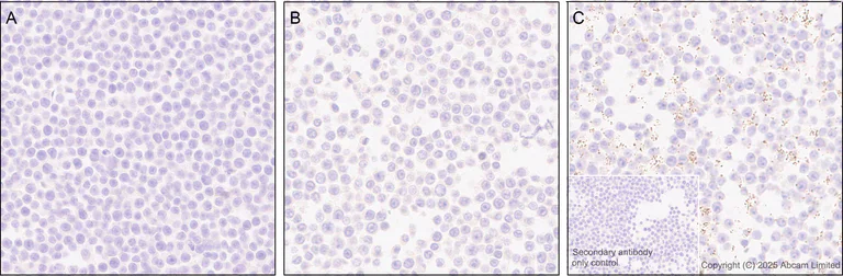 Immunohistochemistry (Formalin/PFA-fixed paraffin-embedded sections) - Anti-beta Galactosidase antibody [EPR29591-746] (AB324616)