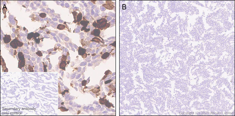 Immunohistochemistry (Formalin/PFA-fixed paraffin-embedded sections) - Anti-beta Galactosidase antibody [EPR29591-746] (AB324616)