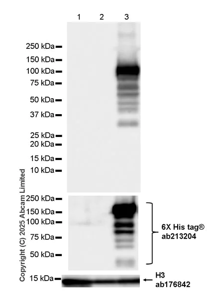 Western blot - Anti-beta Galactosidase antibody [EPR29591-746] (AB324616)