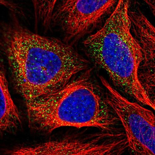 Immunocytochemistry/ Immunofluorescence - Anti-beta glucuronidase (GUSB) antibody (AB244453), expandable thumbnail