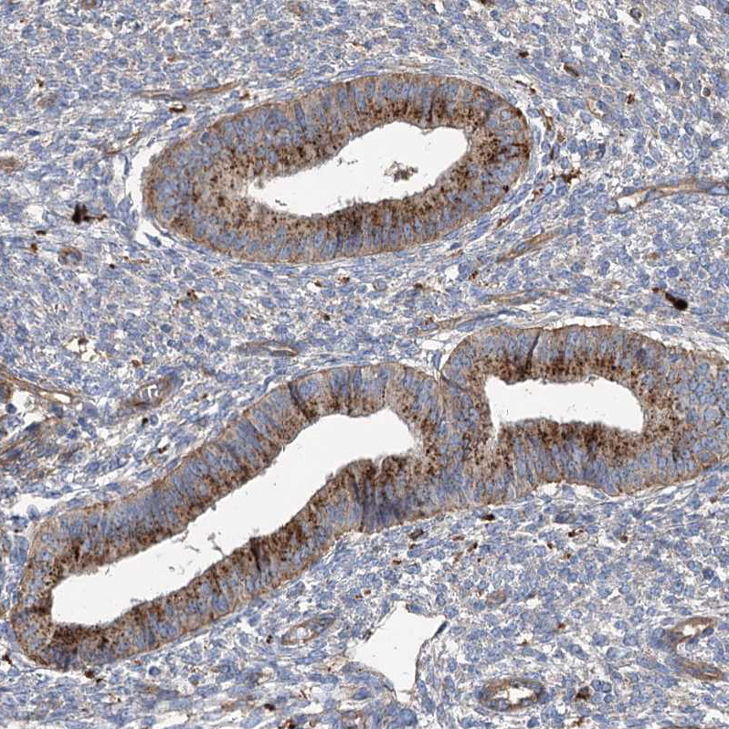 Immunohistochemistry (Formalin/PFA-fixed paraffin-embedded sections) - Anti-beta glucuronidase (GUSB) antibody (AB244453), expandable thumbnail