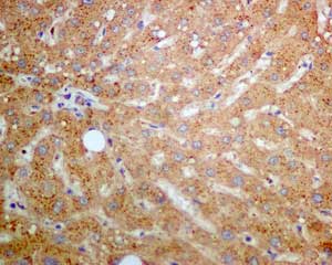 Immunohistochemistry (Formalin/PFA-fixed paraffin-embedded sections) - Anti-beta glucuronidase (GUSB) antibody [EPR10616] - BSA and Azide free (AB249385), expandable thumbnail