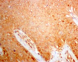 Immunohistochemistry (Formalin/PFA-fixed paraffin-embedded sections) - Anti-beta glucuronidase (GUSB) antibody [EPR10616] - BSA and Azide free (AB249385), expandable thumbnail