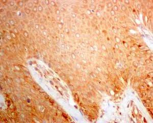 Immunohistochemistry (Formalin/PFA-fixed paraffin-embedded sections) - Anti-beta glucuronidase (GUSB) antibody [EPR10616] - BSA and Azide free (AB249385)