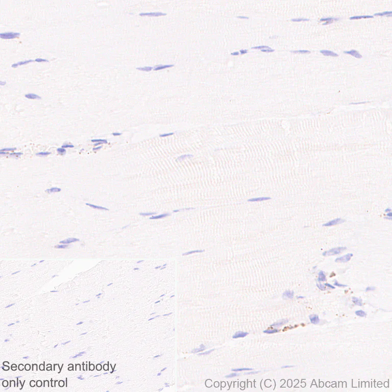 Immunohistochemistry (Formalin/PFA-fixed paraffin-embedded sections) - Anti-beta glucuronidase (GUSB) antibody [EPR30359-525] (AB324344)