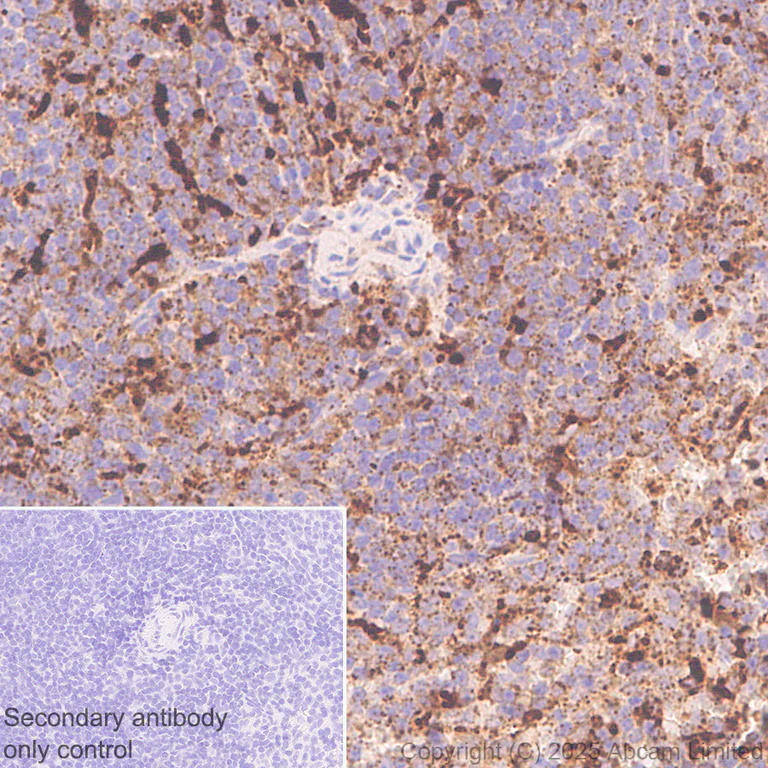 Immunohistochemistry (Formalin/PFA-fixed paraffin-embedded sections) - Anti-beta glucuronidase (GUSB) antibody [EPR30359-525] - BSA and Azide free (AB324355)