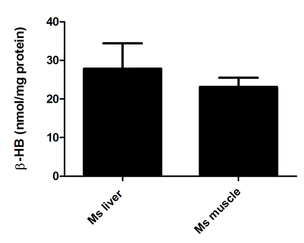Functional Studies - beta Hydroxybutyrate (beta HB) Assay Kit (Colorimetric) (AB83390)