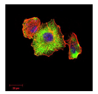 Immunocytochemistry/ Immunofluorescence - Anti-beta I Tubulin antibody [2A1A9] (AB204947)