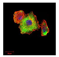 Immunocytochemistry/ Immunofluorescence - Anti-beta I Tubulin antibody [2A1A9] (AB204947)