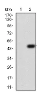 Western blot - Anti-beta I Tubulin antibody [2A1A9] (AB204947)
