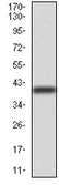 Western blot - Anti-beta I Tubulin antibody [2A1A9] (AB204947)