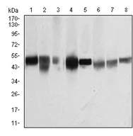 Western blot - Anti-beta I Tubulin antibody [2A1A9] (AB204947)