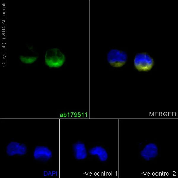 Immunocytochemistry/ Immunofluorescence - Anti-beta I Tubulin antibody [EPR16778] (AB179511)