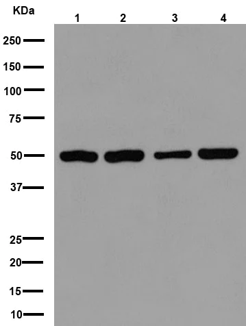 Western blot - Anti-beta I Tubulin antibody [EPR16778] (AB179511)